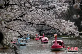 日本公园迎“樱花节” 50棵樱花树林立历时18天图片