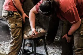 [3]（外代二线）为大象修脚趾图片