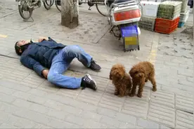 郑州男子喝醉躺街头，自家小狗一直守护：有人靠近就狂叫！图片