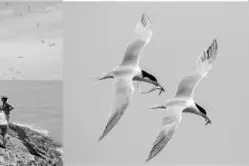 最有诗意临时工岗位招募：监测海鸟 日劳务费200元图片