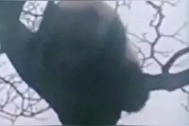 四川荥经发现野生大熊猫：坐在树上晒太阳(图)图片