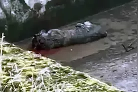 俄罗斯西伯利亚虎赴丹麦哥本哈根动物园执行传宗接代任务 却把母虎咬死图片