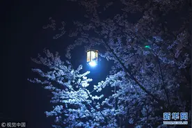 扬州樱花大道夜色撩人图片