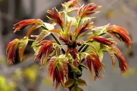 「扩散」2018焦作挖野菜攻略！3月的焦作，该尝尝春天的味道了~图片