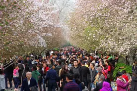 春暖花开！郑州一大波花儿进入最佳观赏期，公园快被挤爆了！图片