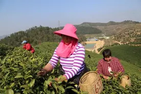 湖州：外来采茶女 茶山显身手图片