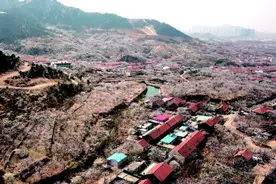 城阳夏庄少山社区千亩杏花绽放 吸引众多市民图片