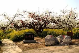 最美梨花季 徐州丰县第19届梨花节盛大开幕图片