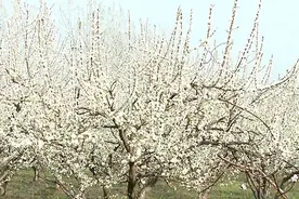 李子花开满枝头  “雪海”景色醉游人视频封面