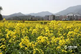 坐春风 伴阳光 一年中最舒服的天气就要来了图片
