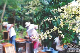 一路“追花”到海南 蜂农们辗转大半个中国采花蜜图片