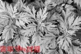 花300元网购30斤假艾草？专家教您正确选购艾草图片
