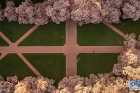 春天在这里！波音工程师用大疆无人机航拍美大学樱花胜景图片