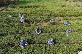 钟山景区雨花茶开采，征集市民体验采茶、炒茶图片