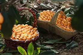 枇杷熟了！来攀枝花 品尝最好吃的早春枇杷图片