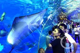 “新生”报到！ 汉海海洋公园迈氏条尾魟产下重庆首批人工繁殖魟鱼图片