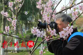 南京小桃园桃花开，踏青赏花正当时图片