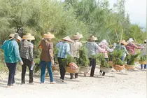 “绿色娘子军”26年在海南西岸种下338万株海防林图片