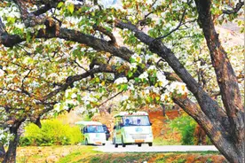 宁阳梨花节3月31日开幕 将持续到4月7日图片