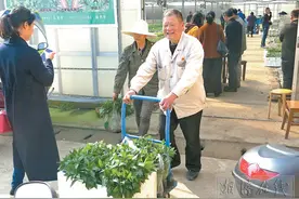 种苗足 菜地忙图片