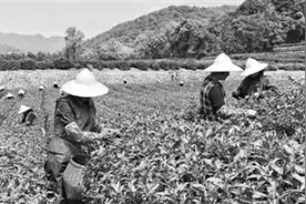 西湖龙井43号进入大量采摘期 采茶工工钱年年涨图片