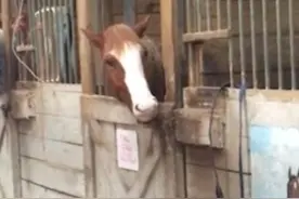 美小马用嘴轻松开马厩大门 成“逃脱大师”图片