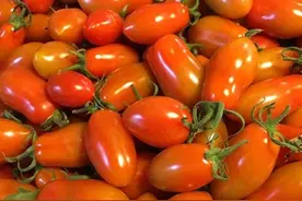 小柿子扎堆上市 外红里绿被催熟的小柿子慎买图片