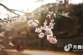 新泰外峪村2600亩珍珠油杏花开遍梯田 村民过上“县城生活”图片