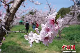 无锡阳山万亩桃林花盛开 游人赴“花约”拍照忙图片