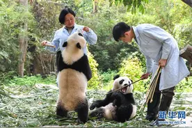 广州：双胞胎大熊猫断母乳 迈出独立生活第一步图片