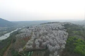 浪漫樱花？不必去日本！周末来嵊州就够了图片
