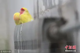 深圳“鹦鹉案”二审改判：被告人刑期5年变2年图片