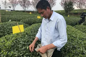 每小时掐指8千次 采茶女的一天这样过图片