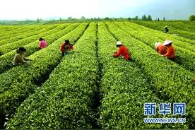 浙江松阳：采茶工紧缺 日均150元仍难招人图片