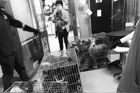 20只宠物犬竟被当肉犬卖 幸被动保中心解救图片