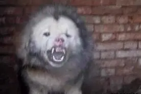 传说的“鬼獒”竟是狗贩子注射狂犬病毒的结果！生下来就咬死同类图片