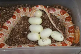 见过蛇下蛋么？养殖叔叔带你去看美丽的蛇蛋。图片