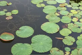 说放下，其实放不下图片