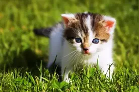 照顾小奶猫：远比你想象的难图片