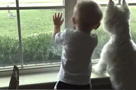 狗狗宝宝好奇哥俩好，一起盯着窗外鸭子的模样敲可爱图片