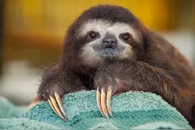 这么萌的小树懒，你喜欢吗？图片