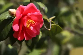 山茶花烂漫时节，那个人带我出游图片