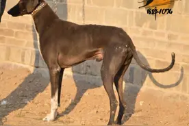 哮天犬原型之山东短毛细犬（滑条）图片