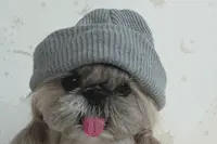 会吐舌头的狗狗，肯定是卖萌高手图片