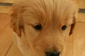 嘛嘛耙耙一定要知道的哦!狗狗发抖的9种原因!图片