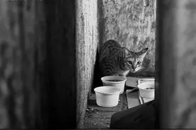 城市·猫 | Urban Cats - 2图片
