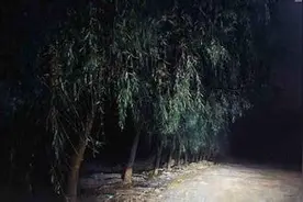 应聘路上差点被鬼打墙索了命图片