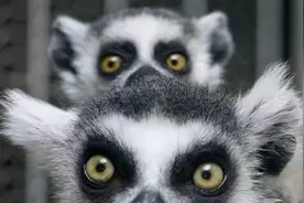 环尾狐猴：吃我一发臭气弹辣！图片