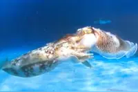 聪明的蓝血动物图片