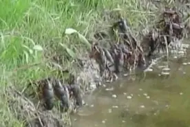 澳大利亚龙虾泛滥，实拍一群龙虾从水里往草地上爬图片